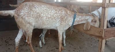 makhi cheeni bakri for sale 0