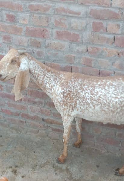 makhi cheeni bakri for sale 2