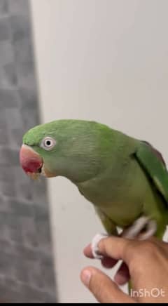 Raw parrot | green parrot | Raw female | parrot