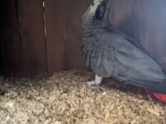 African grey breeding male