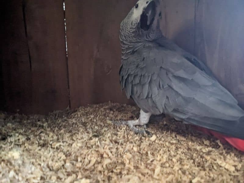 African grey breeding male 0