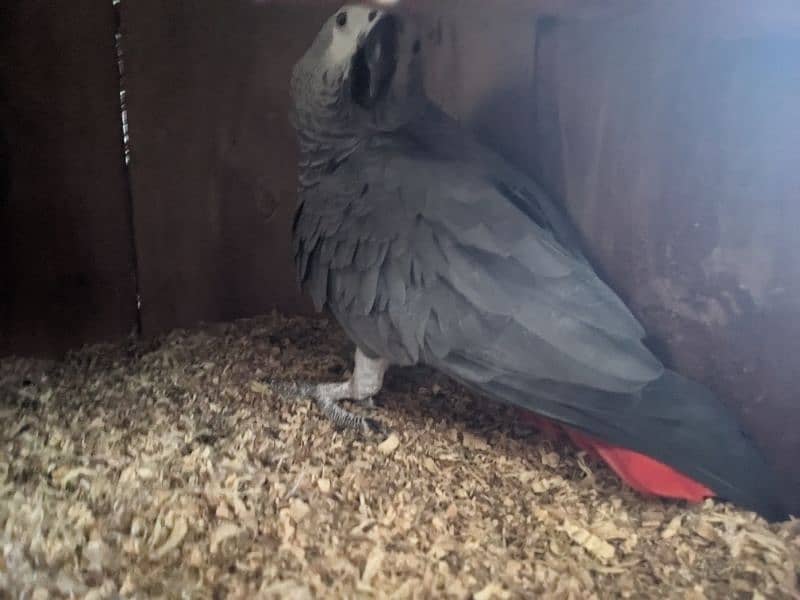 African grey breeding male 1