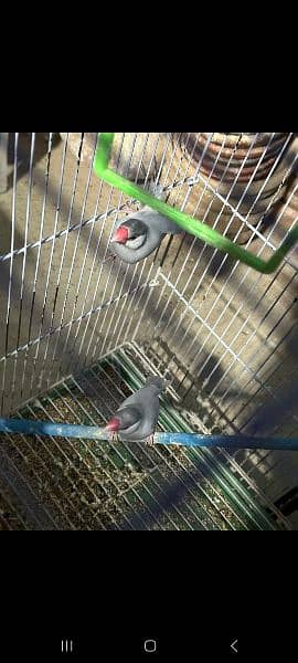 cages,lovebirds,silver java pair 8