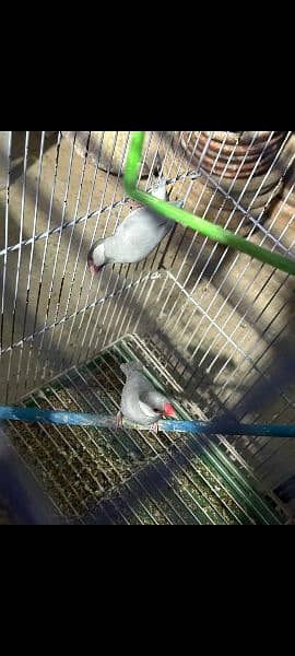 cages,lovebirds,silver java pair 9