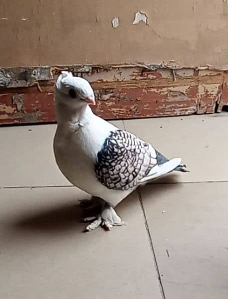 magpie danish Male sentiment pari for sale 3