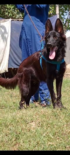 black Shepherd male 6 months for sale