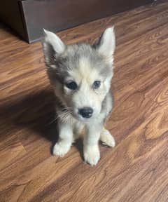 2.5 Months Old Siberian Husky Puppy