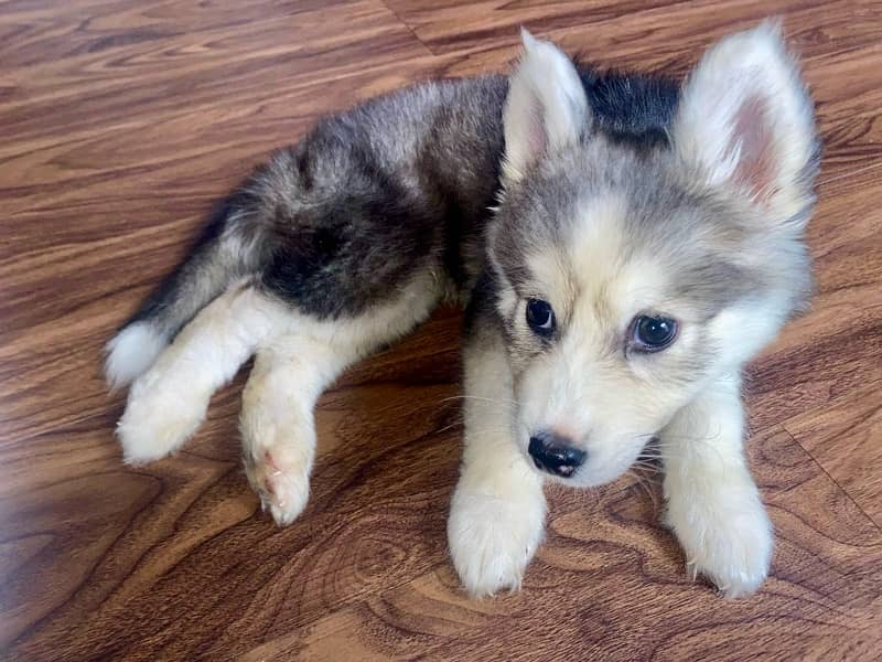 2.5 Months Old Siberian Husky Puppy 1