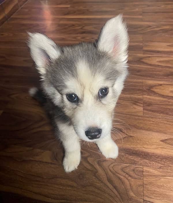 2.5 Months Old Siberian Husky Puppy 2