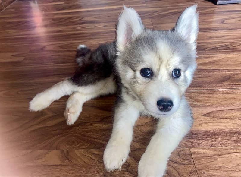 2.5 Months Old Siberian Husky Puppy 3