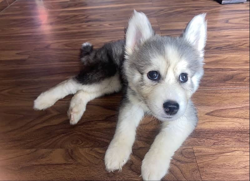 2.5 Months Old Siberian Husky Puppy 4