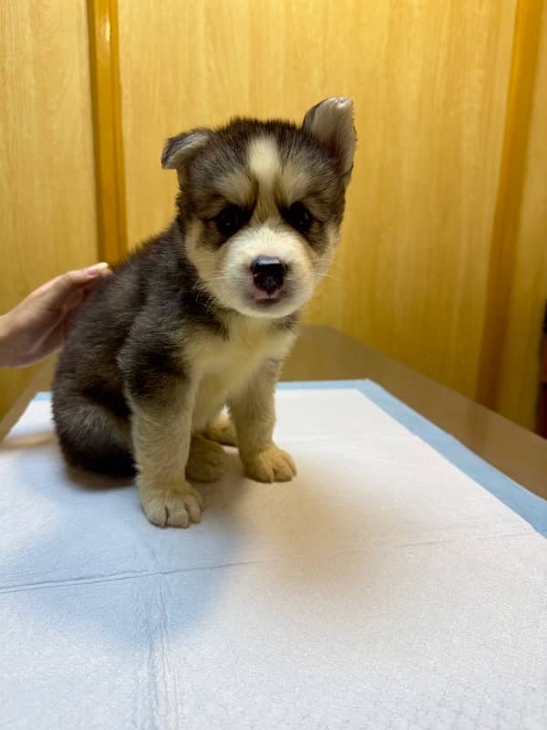 2.5 Months Old Siberian Husky Puppy 5