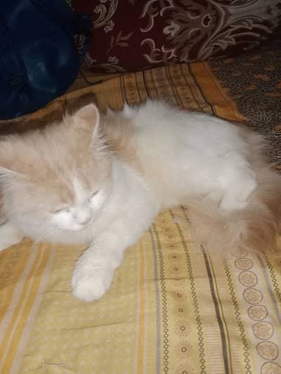 persian cat