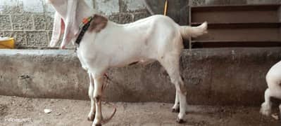 bakra