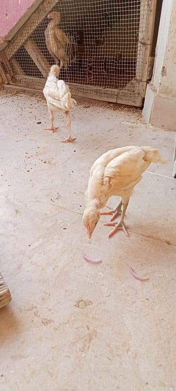 paper white Heera pair age 3 month 3