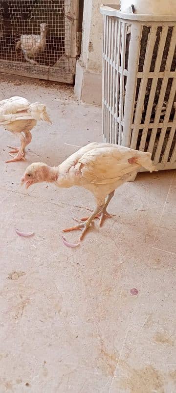 paper white Heera pair age 3 month 4