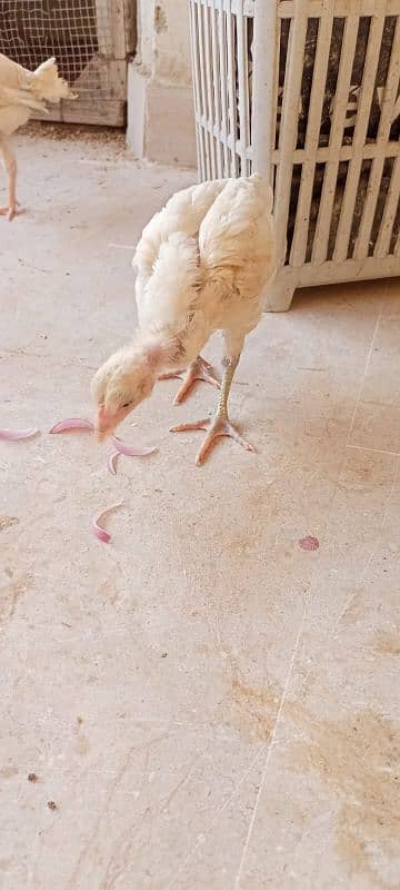 paper white Heera pair age 3 month 6