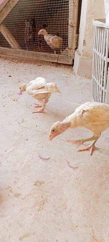 paper white Heera pair age 3 month 7