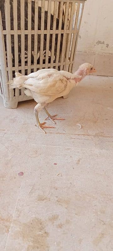 paper white Heera pair age 3 month 8