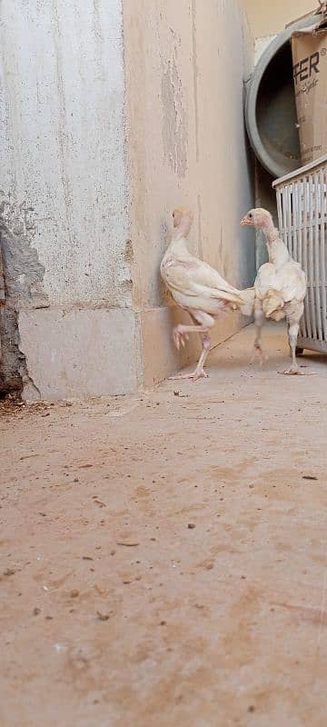 paper white Heera pair age 3 month 9