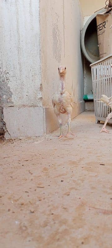 paper white Heera pair age 3 month 10