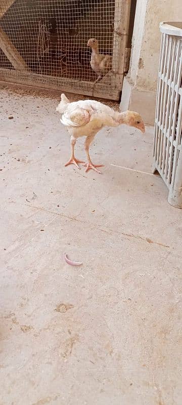 paper white Heera pair age 3 month 15