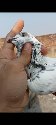 High flyer Pigeon