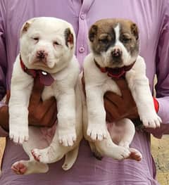 alabai puppies pair full security dogs havey bone for sale 0