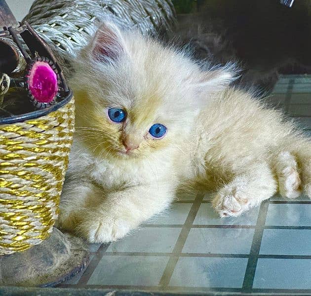 pure Persian breed 3