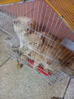 persian cats urgent sale