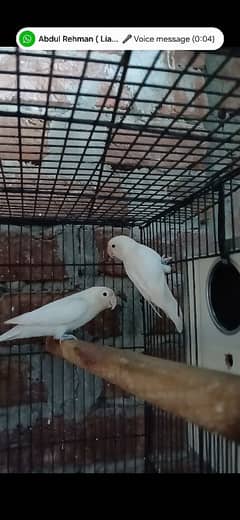 albino split red eye pair 100% 0