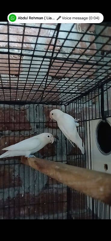 albino split red eye pair 100% 0