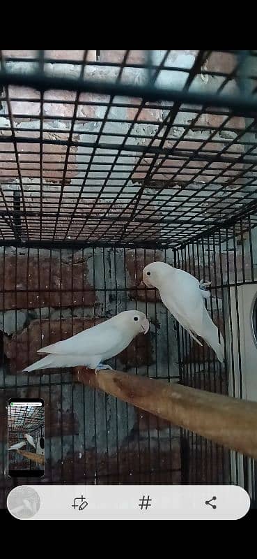 albino split red eye pair 100% 1