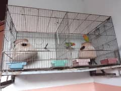 Cage with 2 pairs of fisher bird