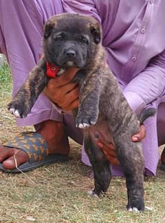 alabai puppy male full security dogs havey bone for sale 0