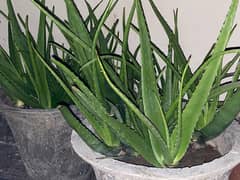 Aloe Vera per kg