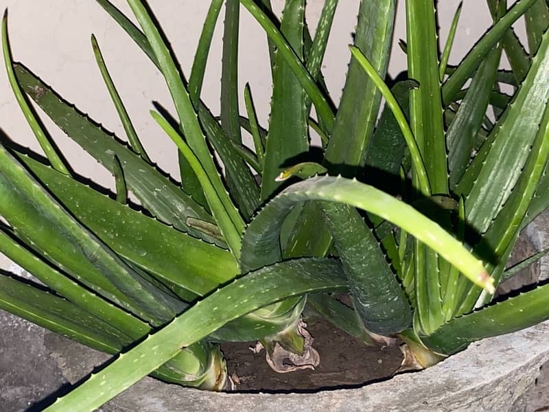 Aloe Vera per kg 1