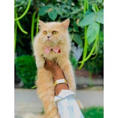 Persian hamalian british punch face piki face cat's and kitten's