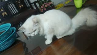 Persian cat pure white vaccination clear  03269200962 my WhatsApp