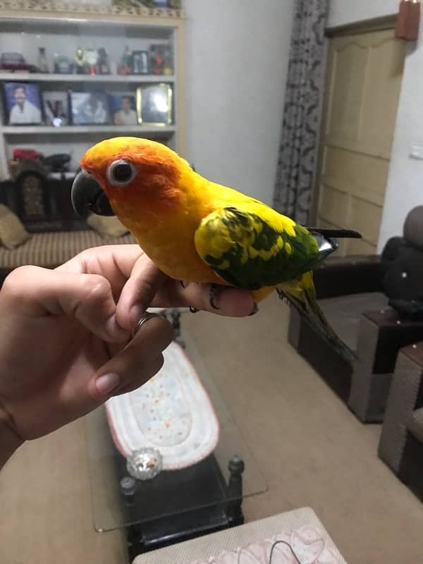 Sunconure pair age 1 year super tamed and friendly 1