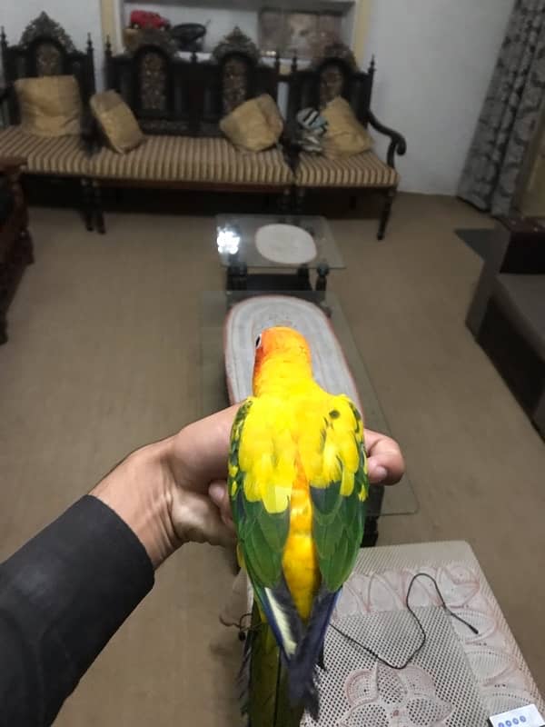 Sunconure pair age 1 year super tamed and friendly 2