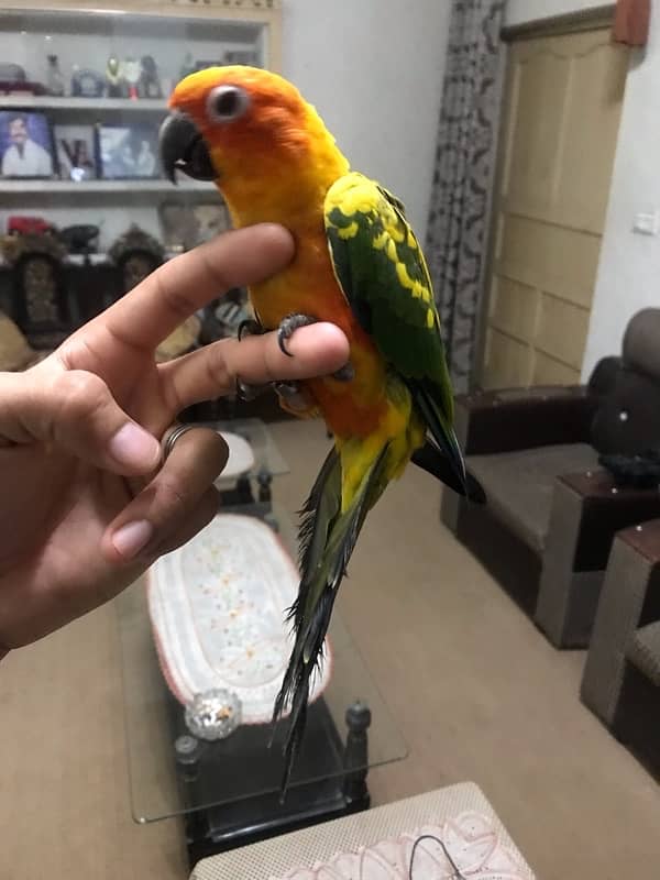 Sunconure pair age 1 year super tamed and friendly 3