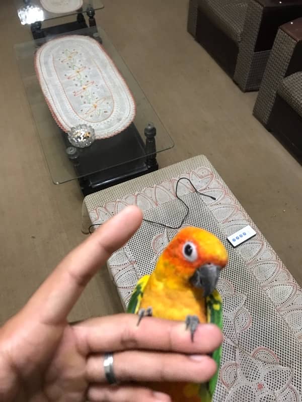 Sunconure pair age 1 year super tamed and friendly 5