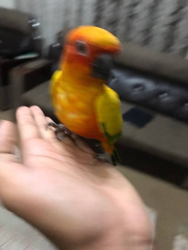 Sunconure pair age 1 year super tamed and friendly 6