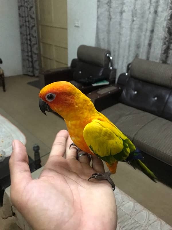 Sunconure pair age 1 year super tamed and friendly 7