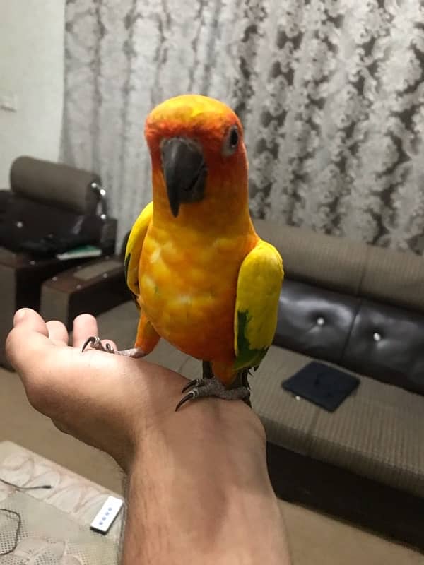 Sunconure pair age 1 year super tamed and friendly 8