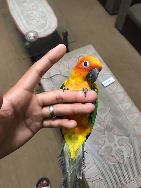 Sunconure pair age 1 year super tamed and friendly 9