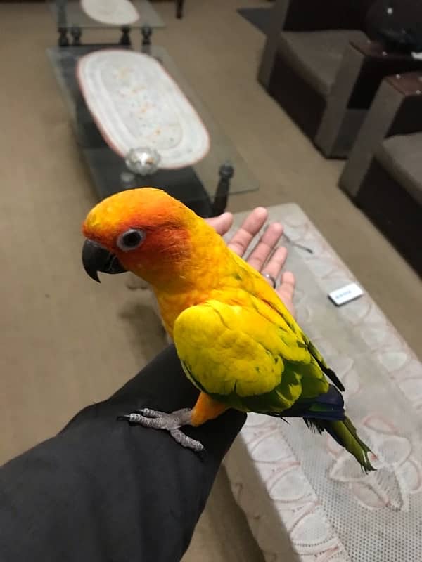 Sunconure pair age 1 year super tamed and friendly 10