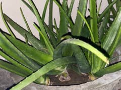 aloe vera per kg