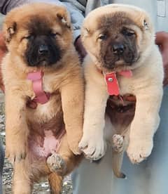 Kurdish Kangal puppies pair full security dogs havey bone for sale